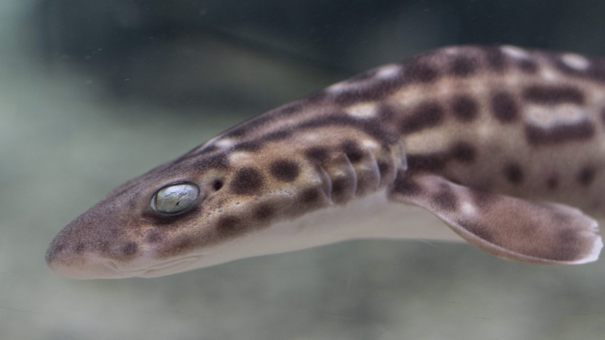 Coral Catshark