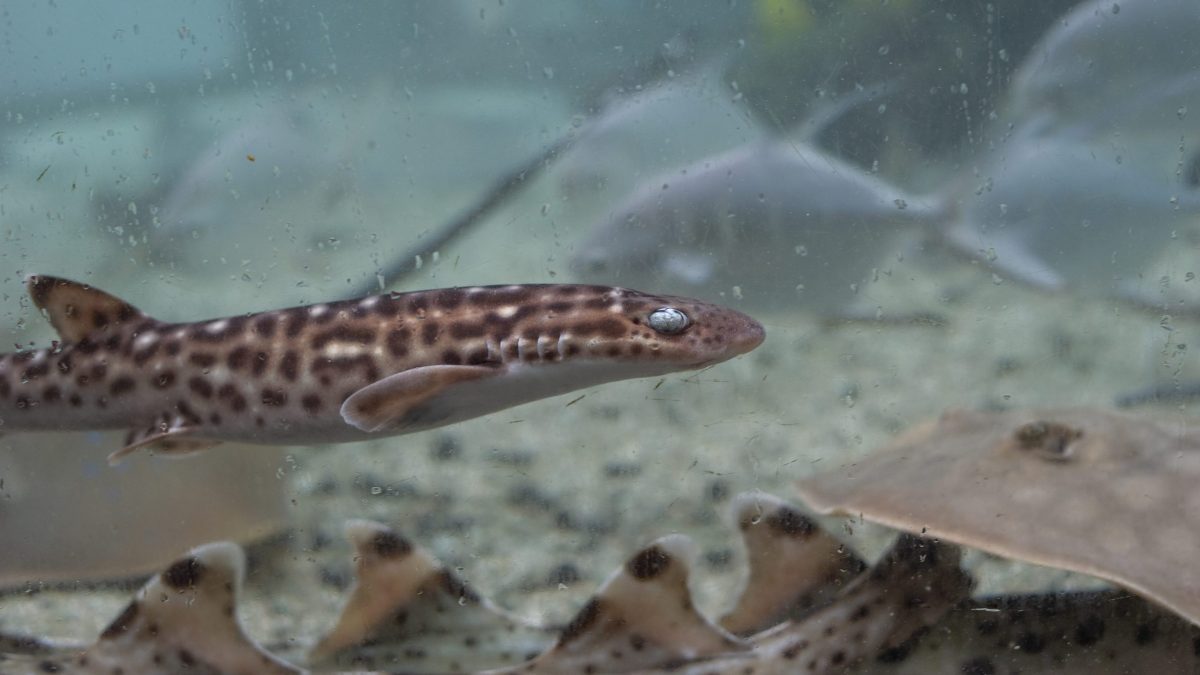 Coral Catshark 3