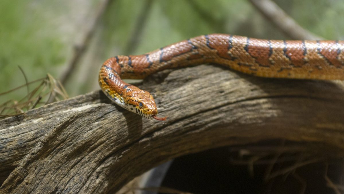 Corn Snake 1