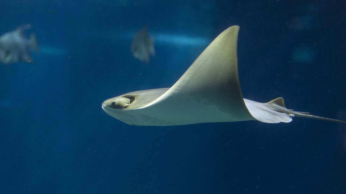 Cownose Ray 1