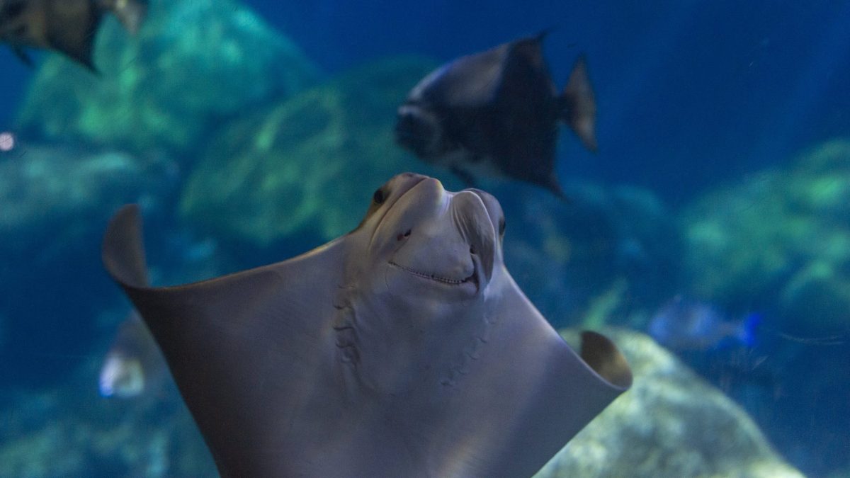 Cownose Ray