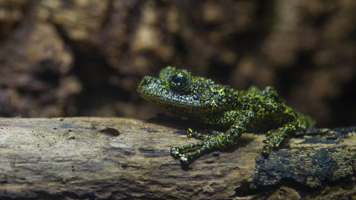 Mossy Frog