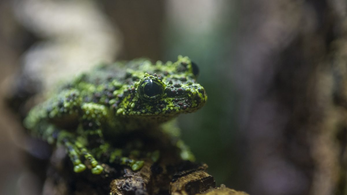 Mossy Frog