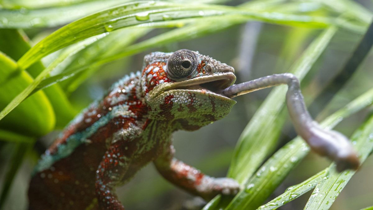 Panther Chameleon 2