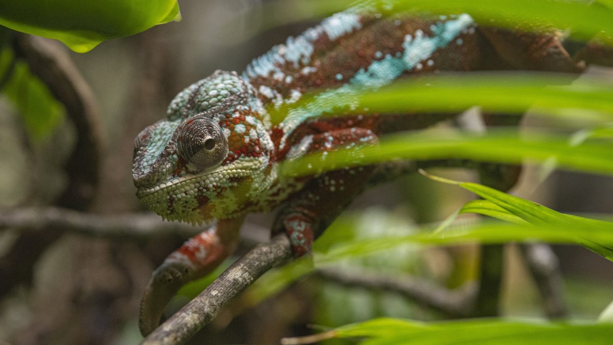 Panther Chameleon 1