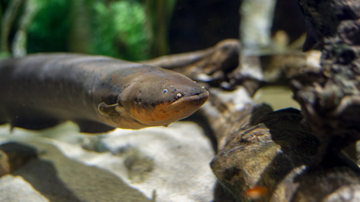 Electric Eel