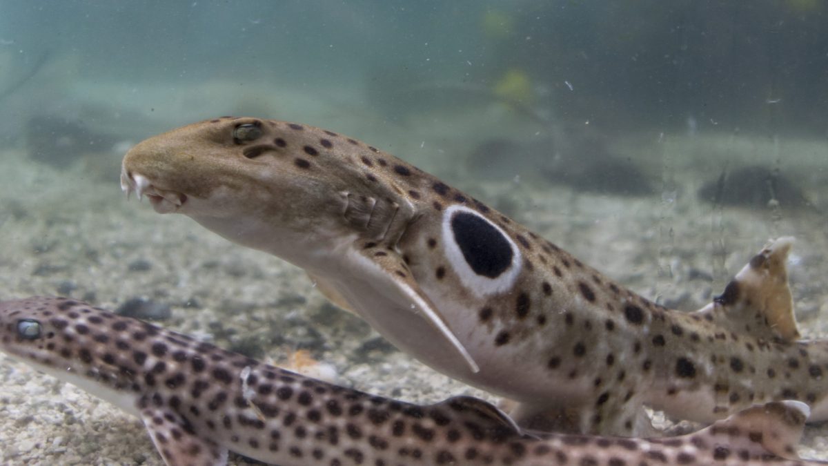 Epaulette Shark 2