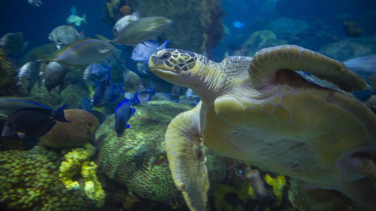 Green Sea Turtle 1