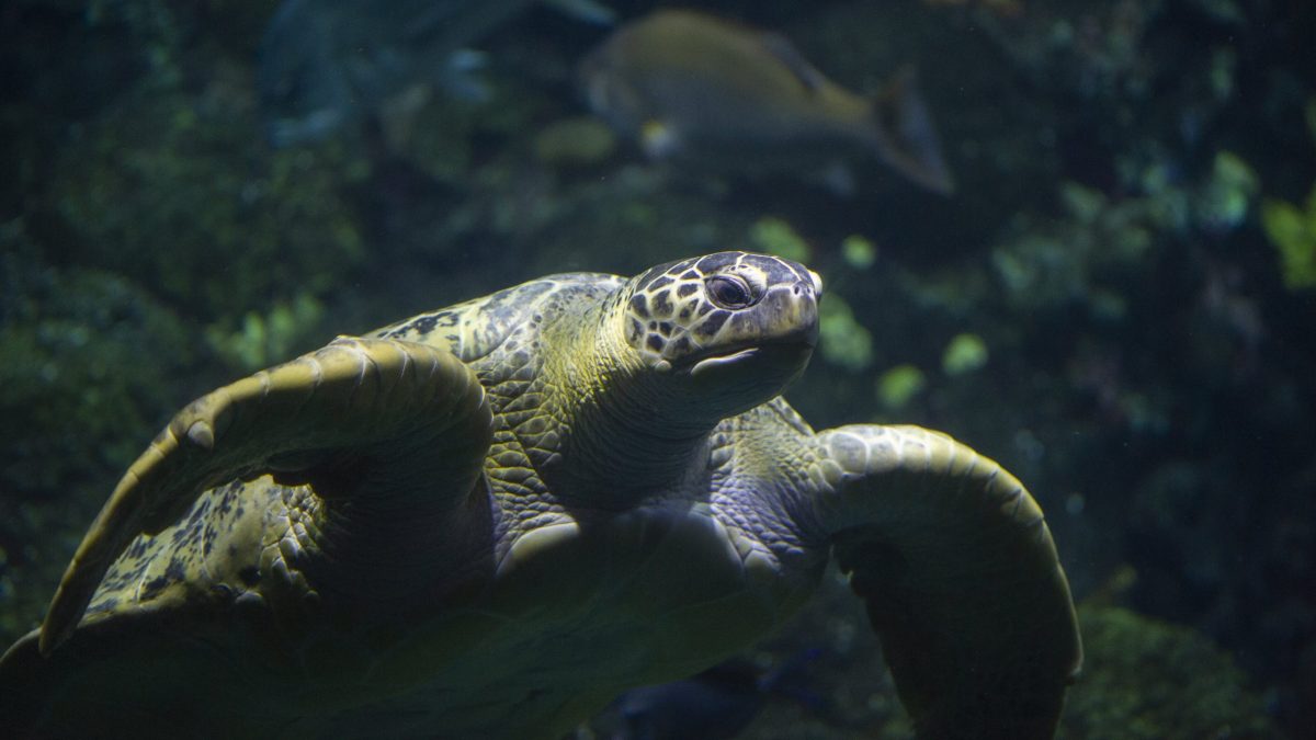 Green Sea Turtle