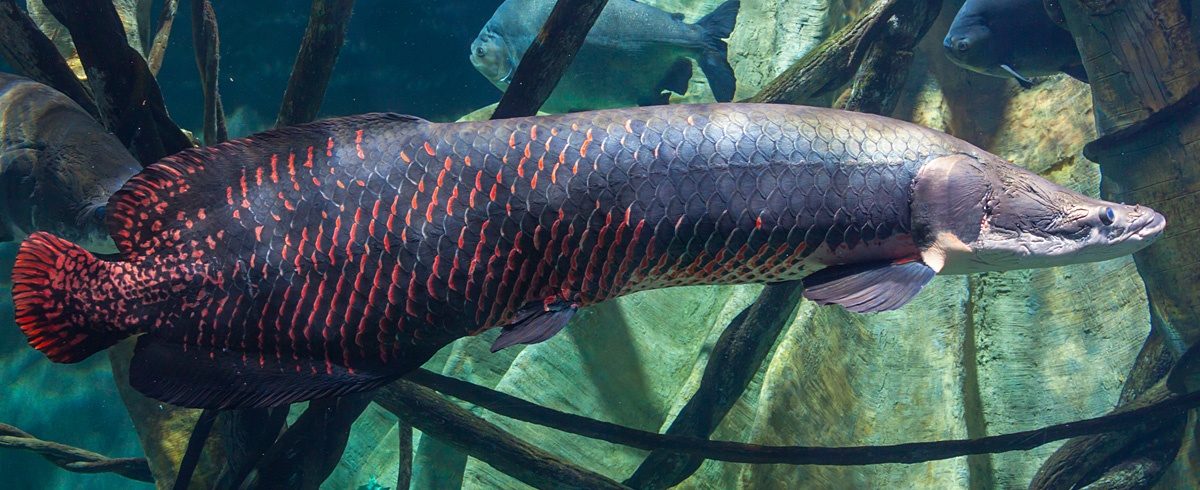 Arapaima