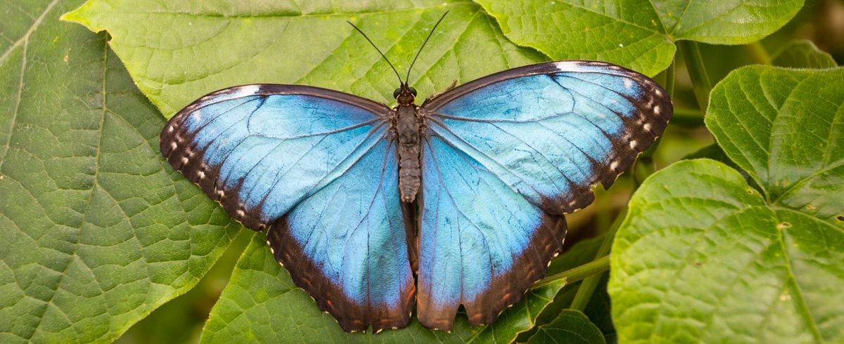 ID_BlueMorpho_1200x490