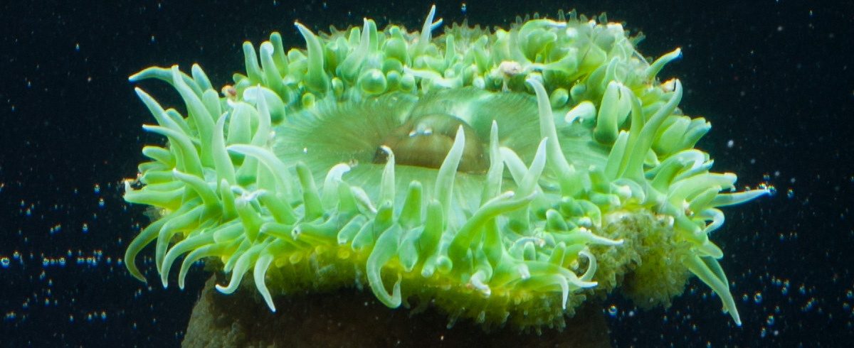 ID_GiantGreenAnemone_1200x490