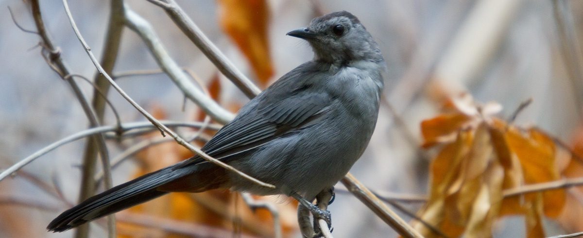 Gray Catbird