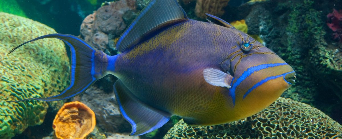 ID_QueenTriggerfish_1200x490