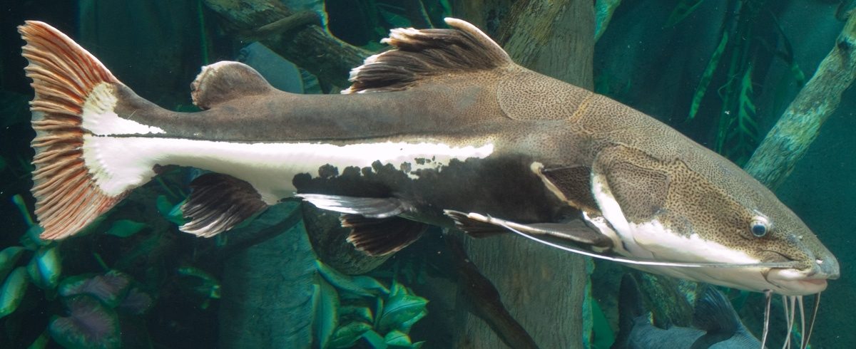 ID_RedtailCatfish_1200x490