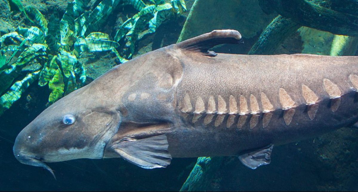 ID_RipsawCatfish_1200x490