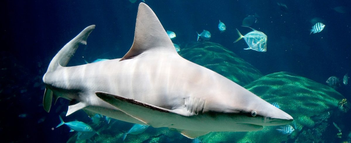 Sandbar Shark