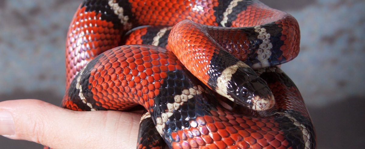 ID_SinaloanMilkSnake_1200x490