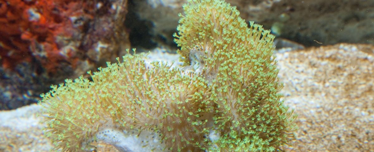 ID_ToadStoolCoral_1200x490