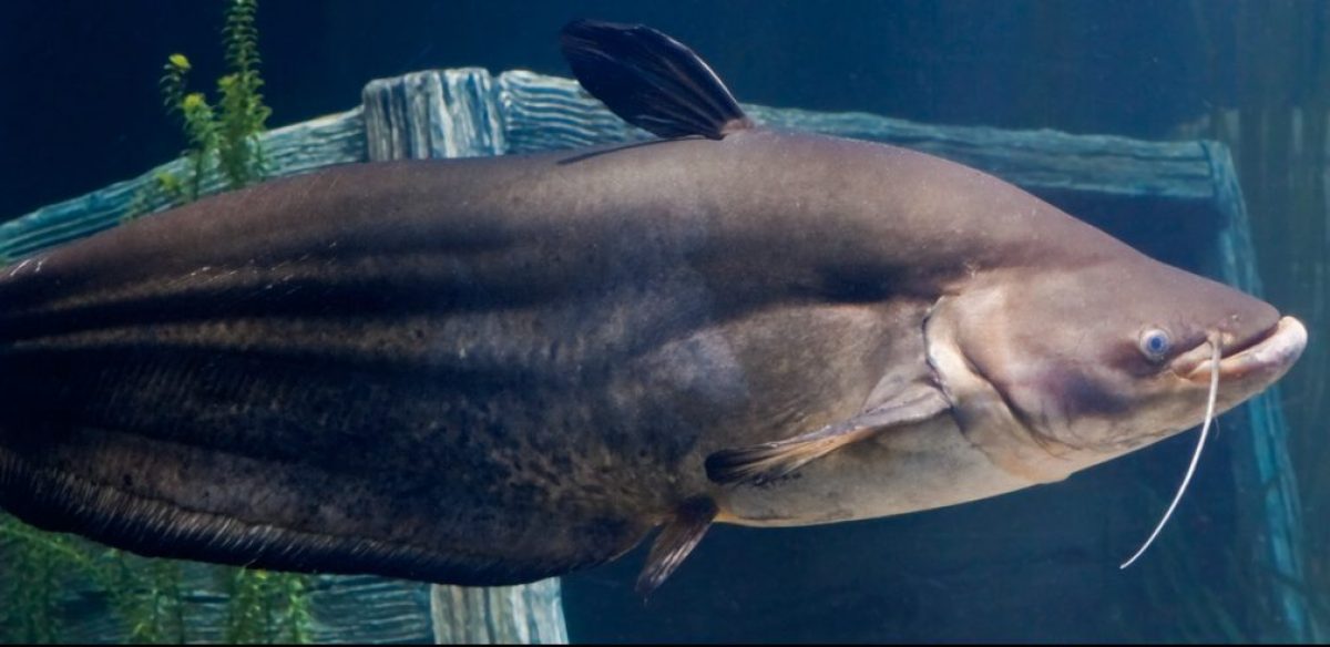 ID_WallagoCatfish_1200x490