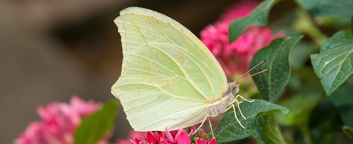 ID_WhiteAngledSulphur_1200x490