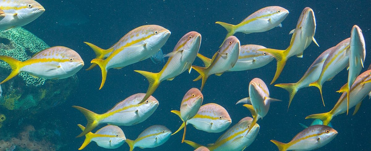 ID_YellowtailSnapper_1200x490