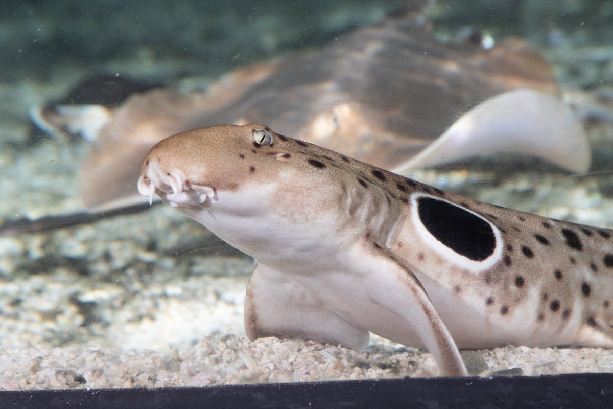 Epaulette Shark, a small shark with a big black circle on the sides of its body