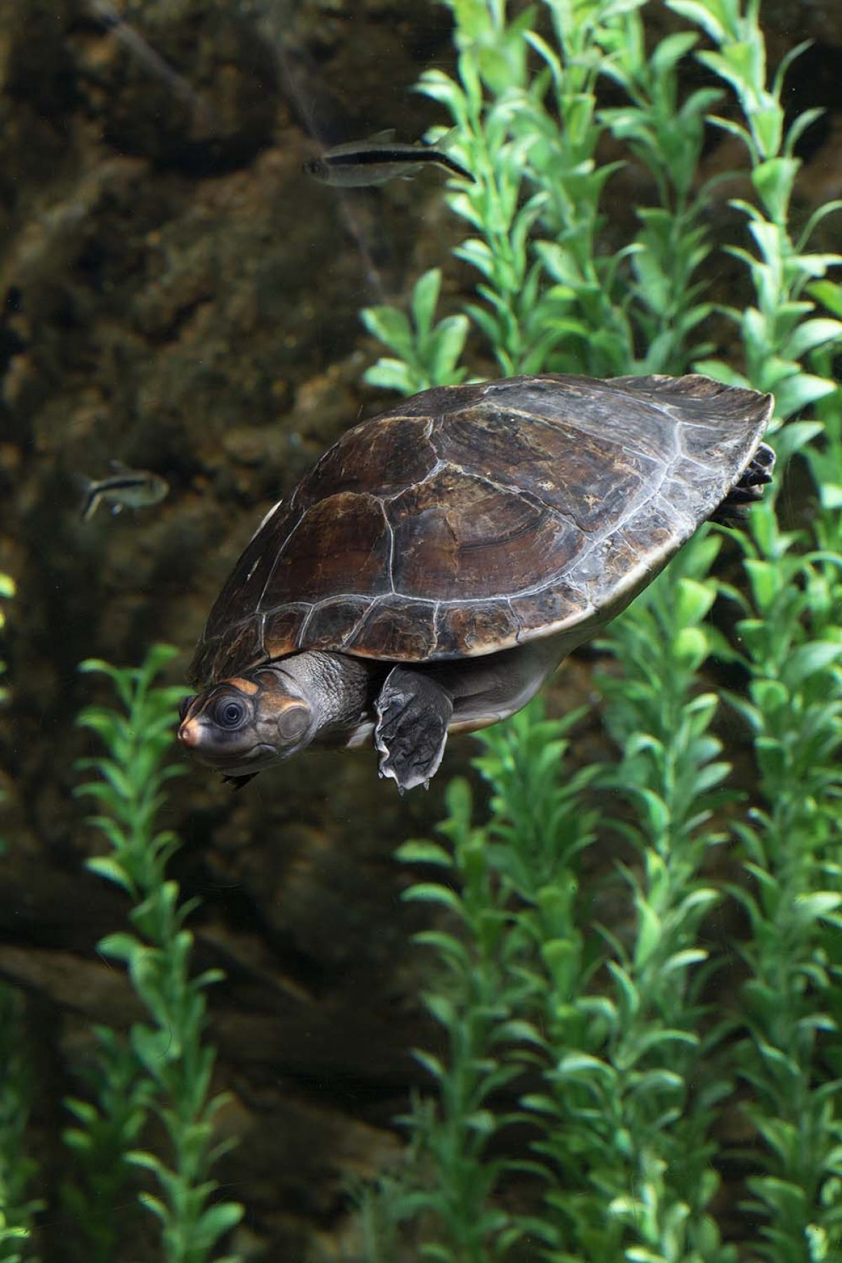 Orig-Red-Headed Amazon River Turtle 0016