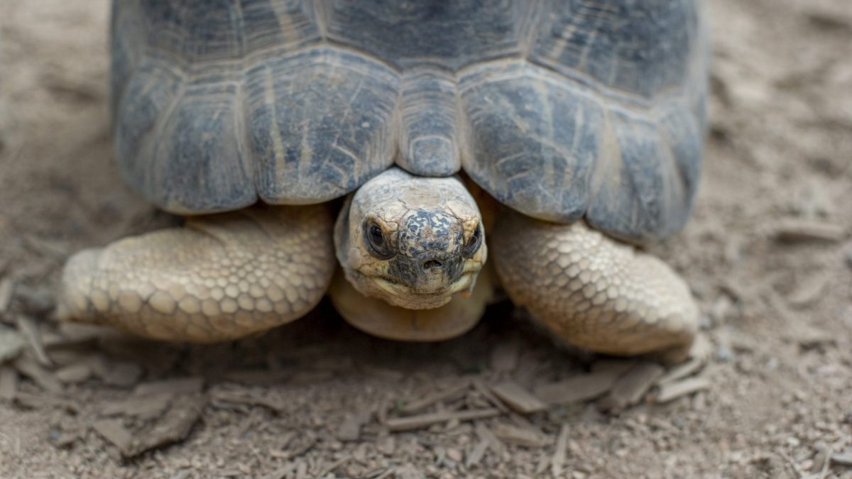 Radiated Tortoise 1