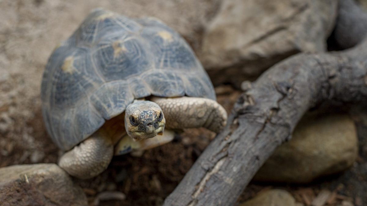 Radiated Tortoise