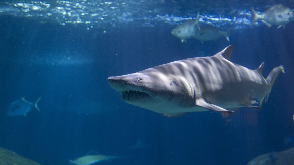 Sand Tiger Shark 1