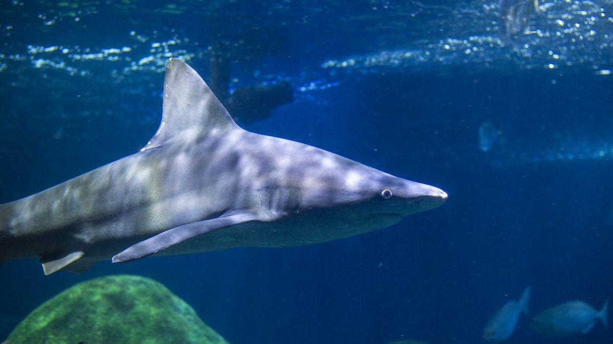 Sandbar Shark