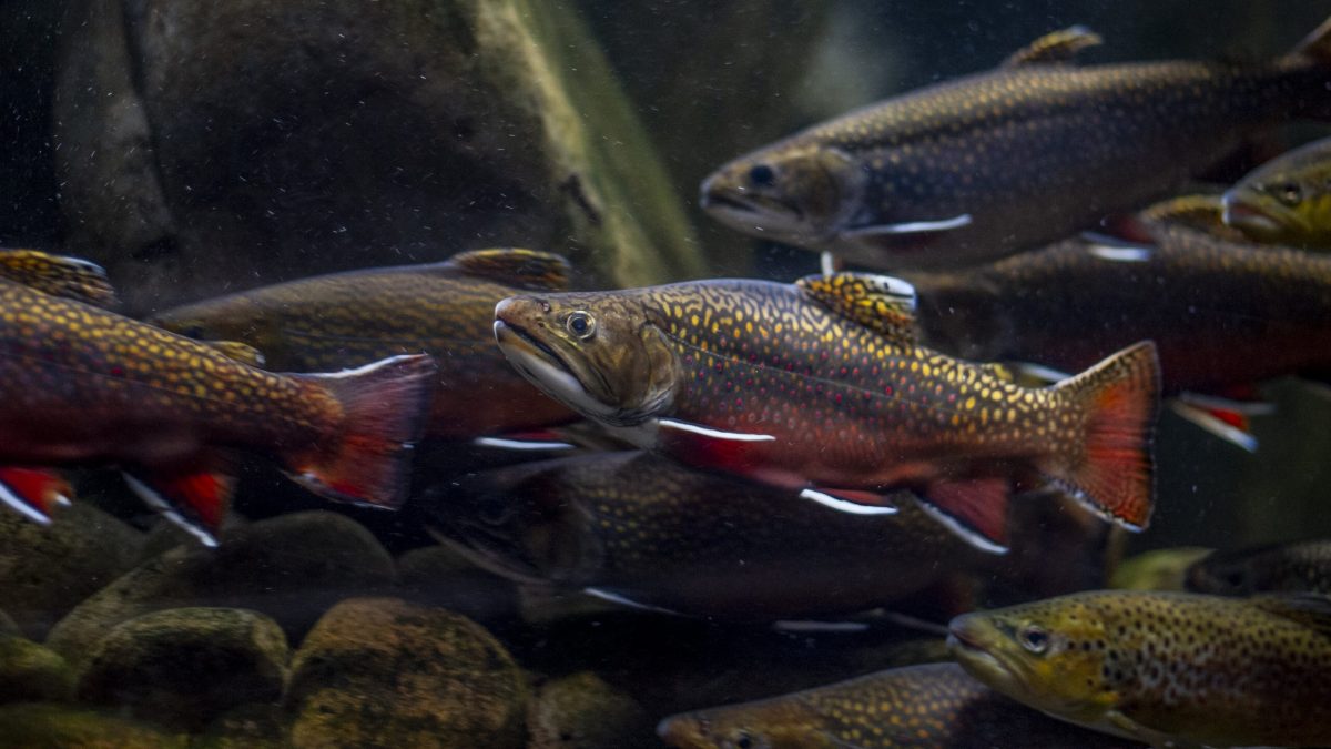 Southern Appalachian Brook Trout 3