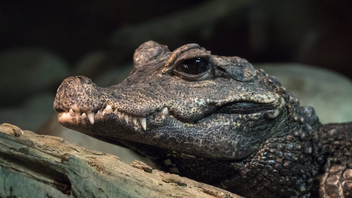 West African Dwarf Crocodile