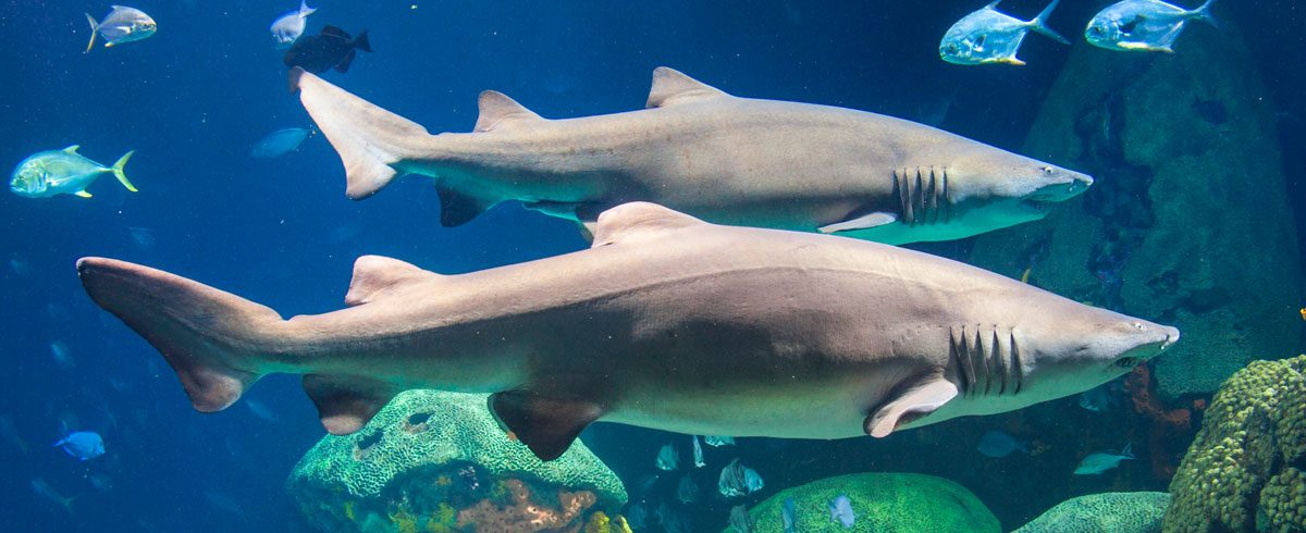 Sand Tiger Sharks