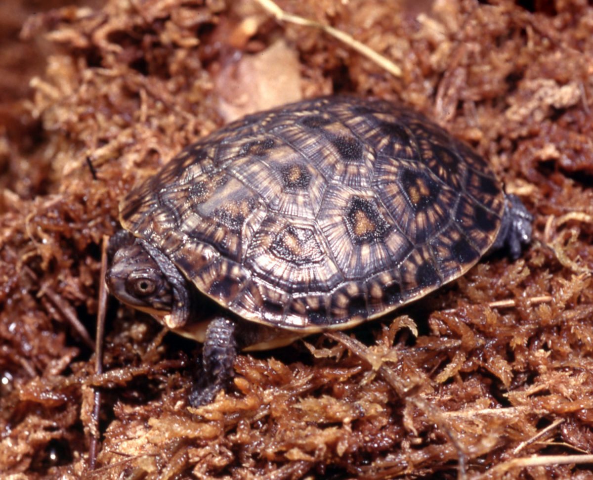 Blanding's Turtle