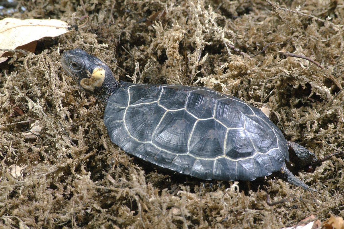 Bog Turtle