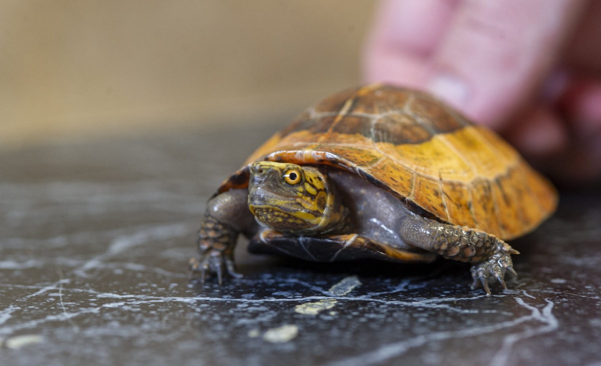 baby Indochinese Box Turtle (Cuora galbinifrons)