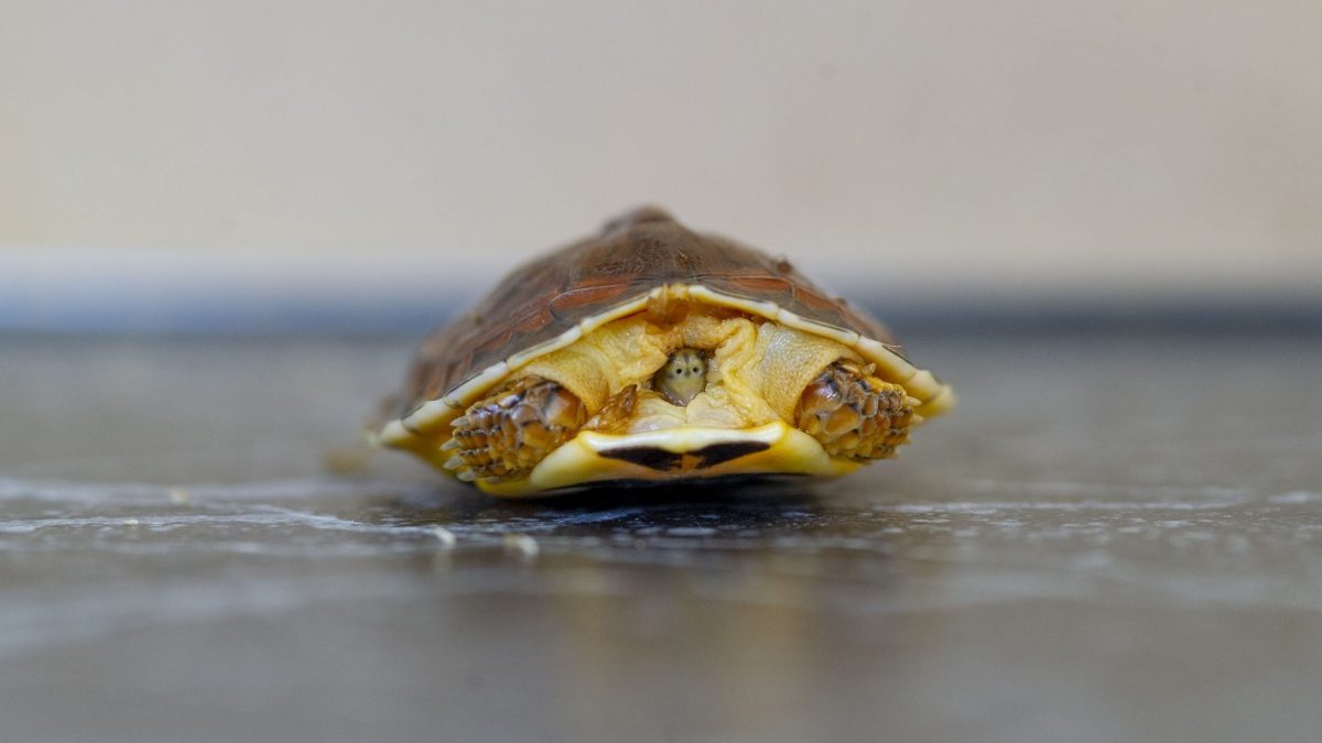 McCord's Box Turtle (Cuora mccordi)