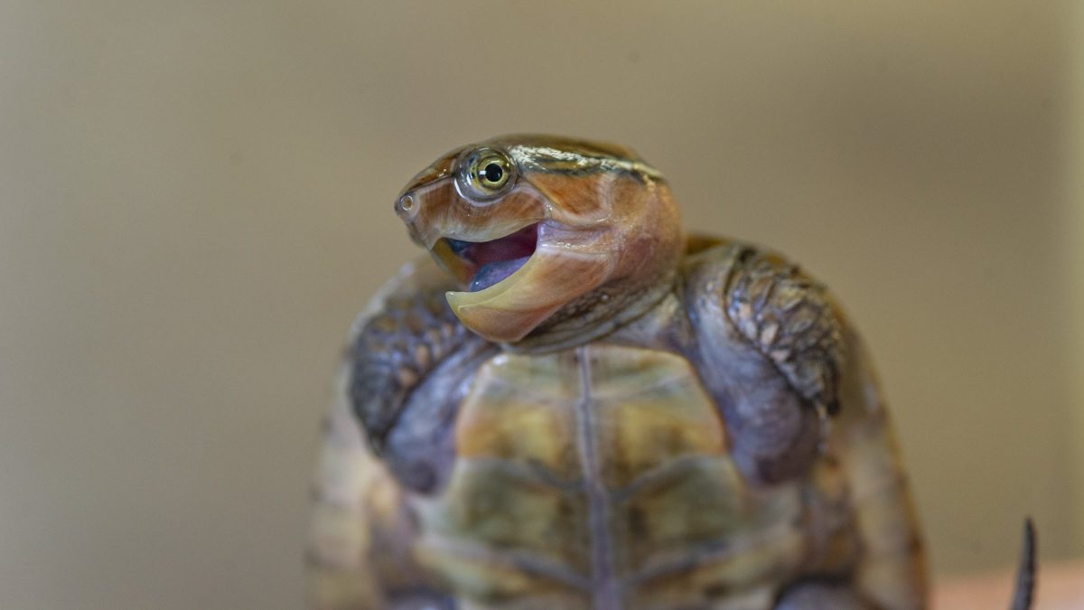 Chinese Big-headed Turtle hatchling