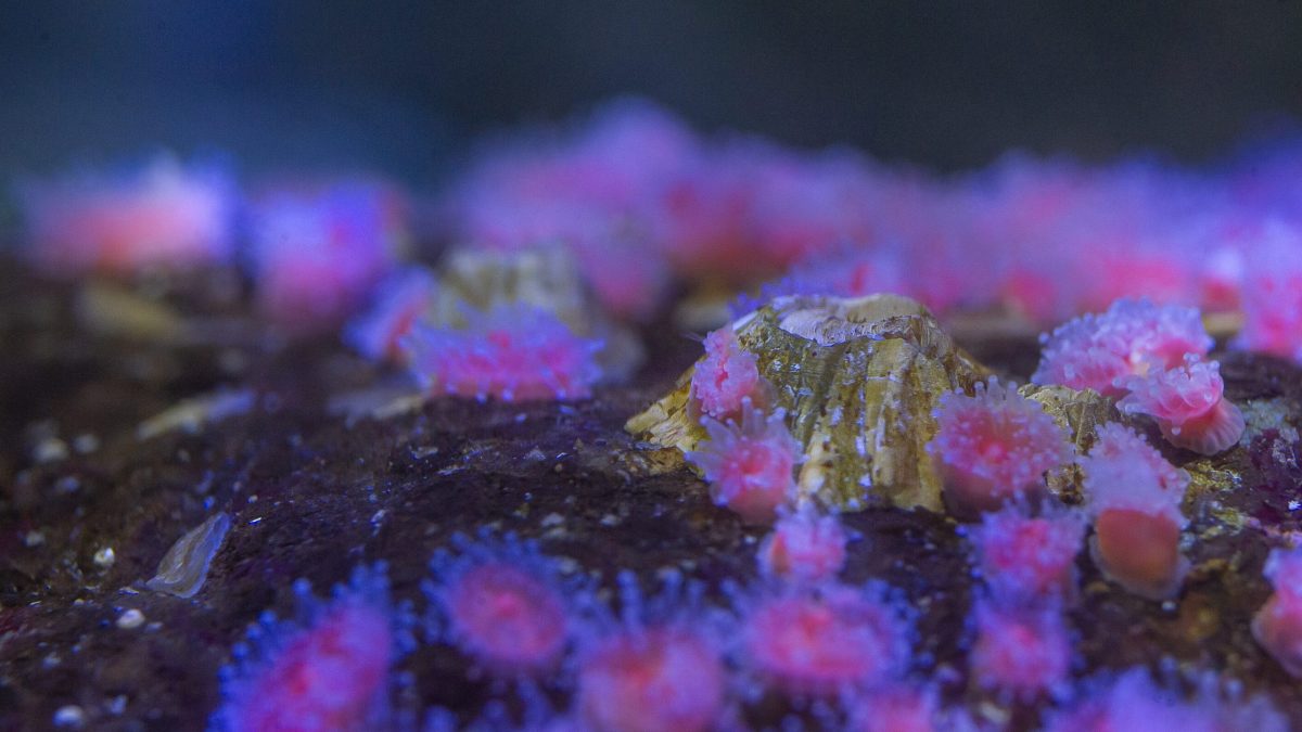 acorn barnacles