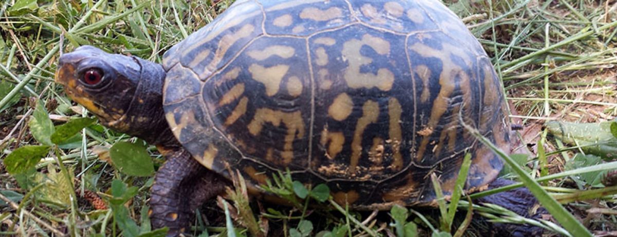 Eastern Box Turtle