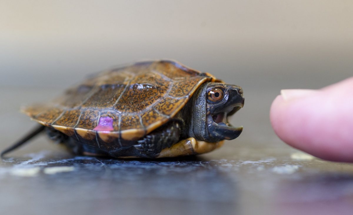 Keeled Box Turtle hatchling