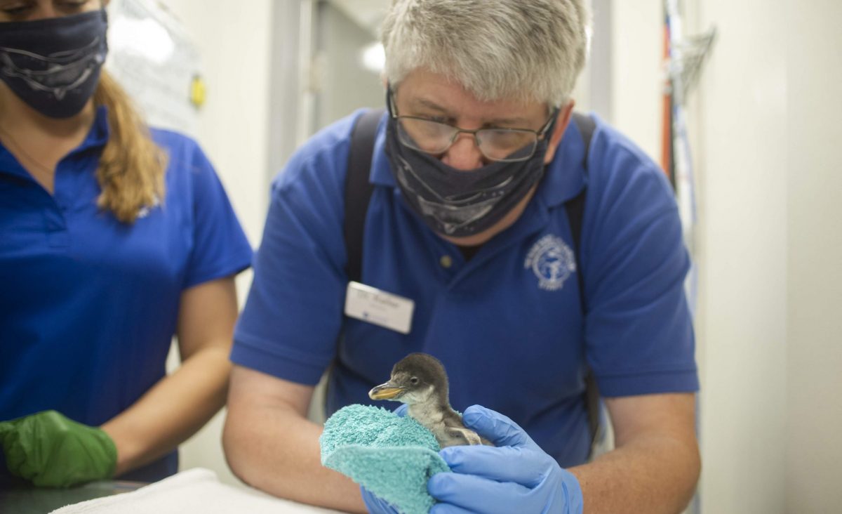 penguin chick check up at 2 days old