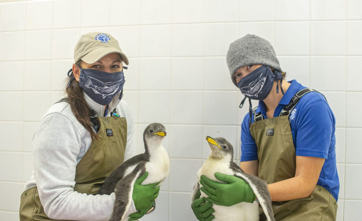 two keepers holding two penguin chicks