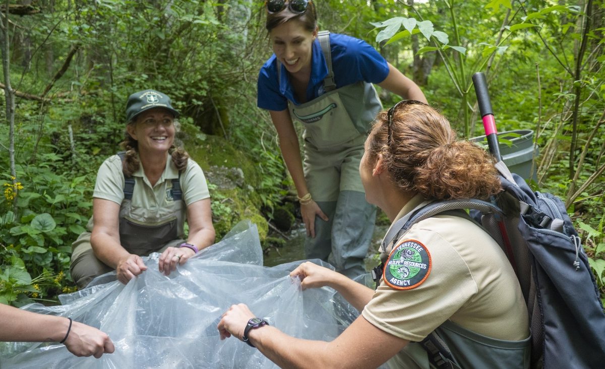 US Forest Service, TWRA and Tennessee Aquarium staff in the field