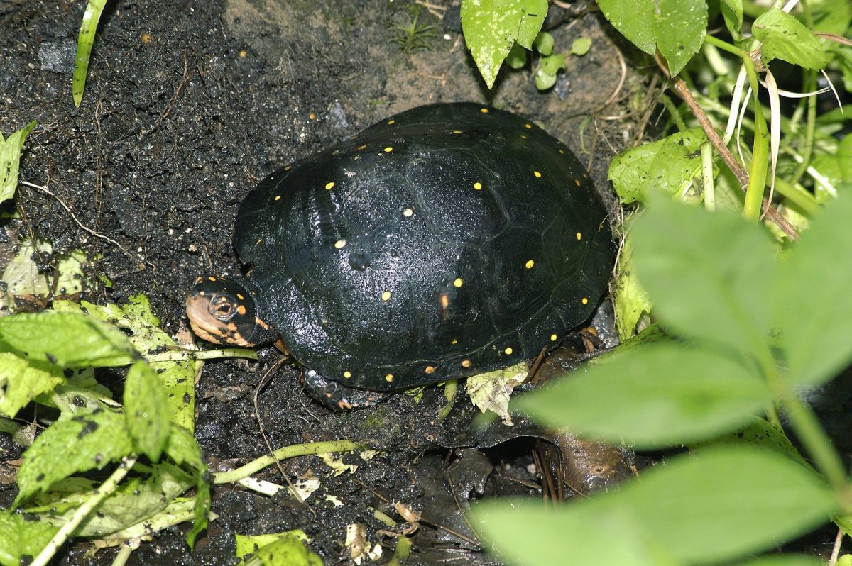 Spotted Turtle