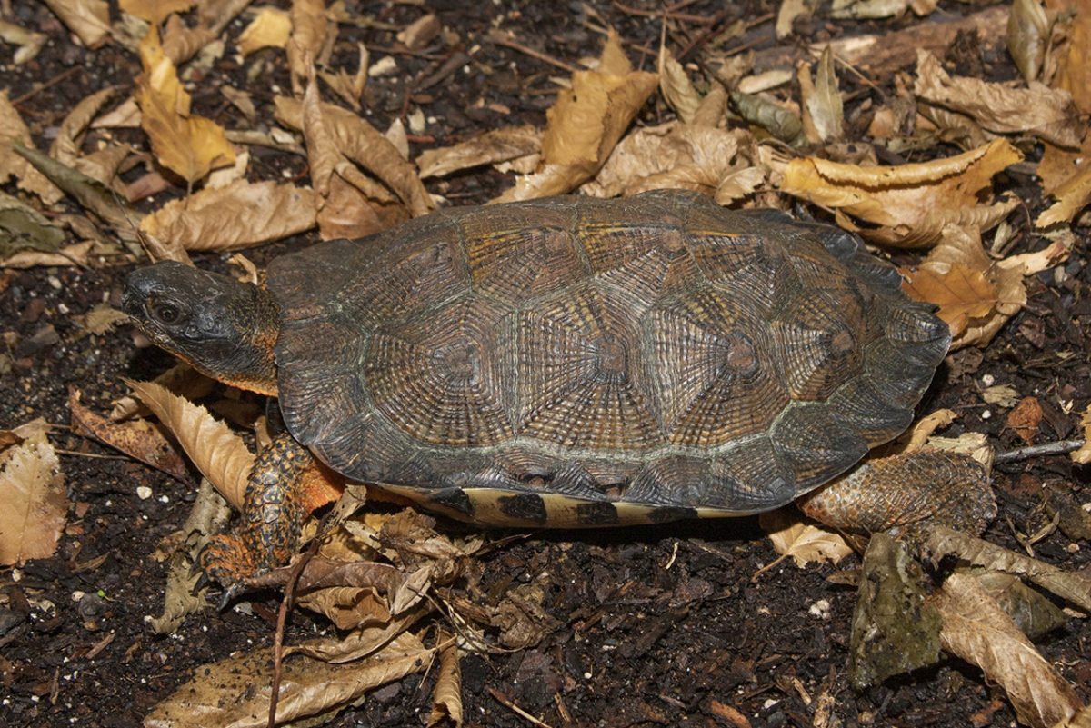 Wood Turtle