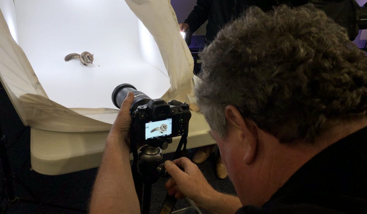 Joel Sartore photographing flying squirrel