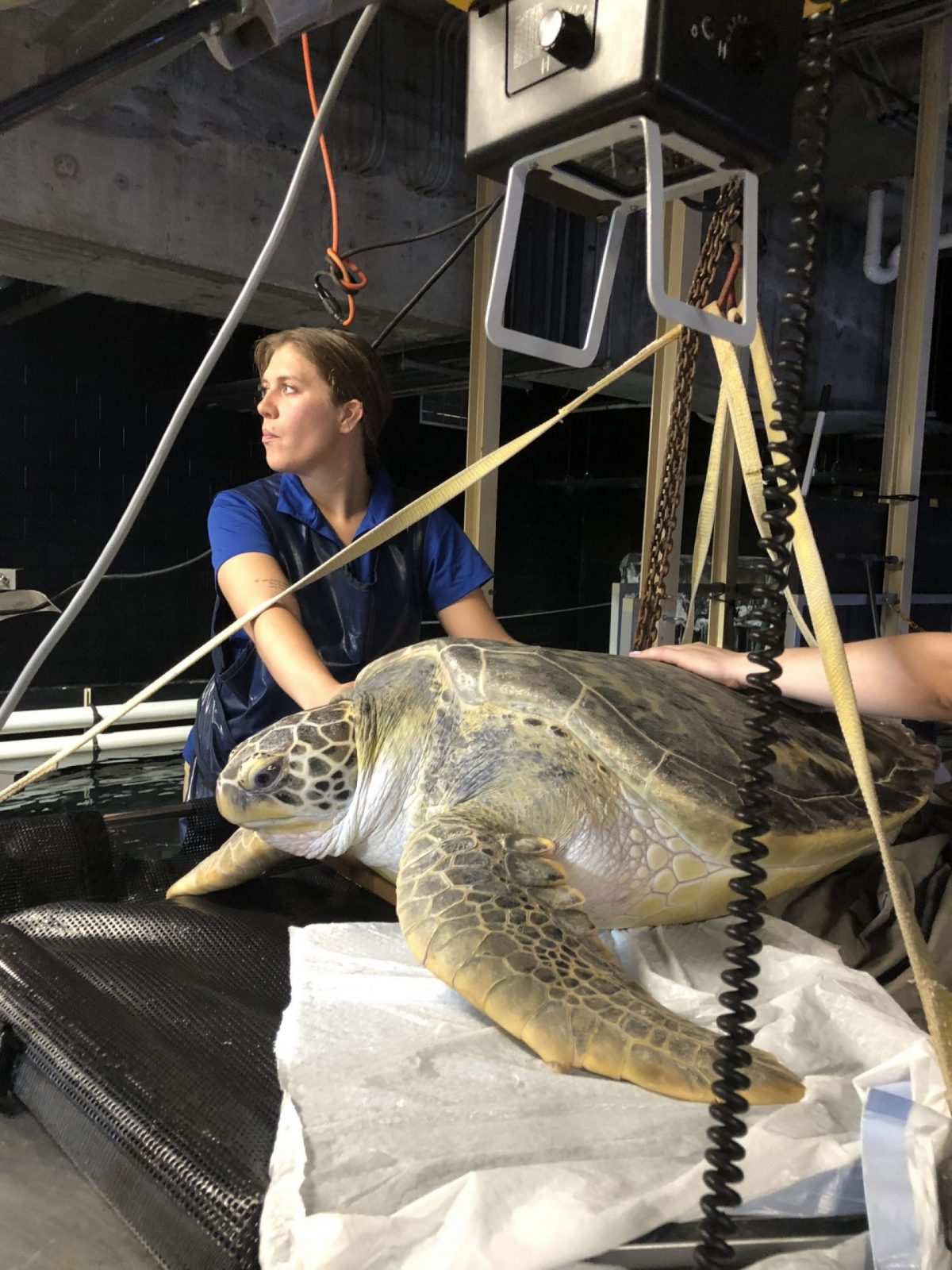 Veterinarian comforting sea turtle on stretcher